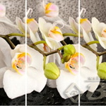 Стол раздвижной Орхидея белая  в Евпатории